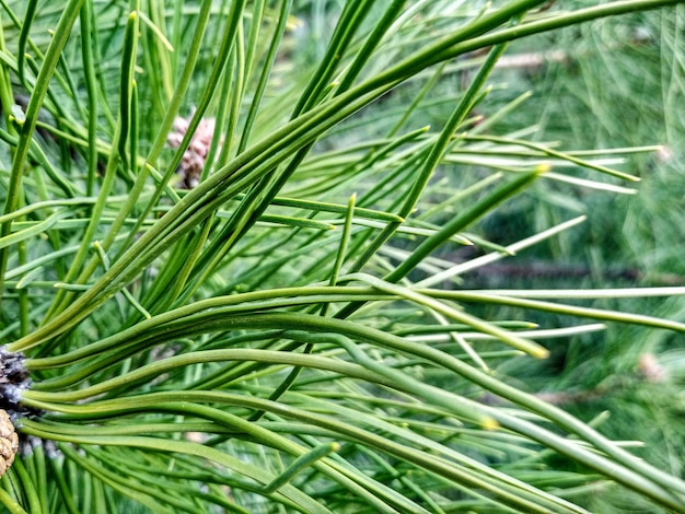 Foto jonge dennenknoppen in de lente pinus mugo dwerg berg dennen mugo dennen