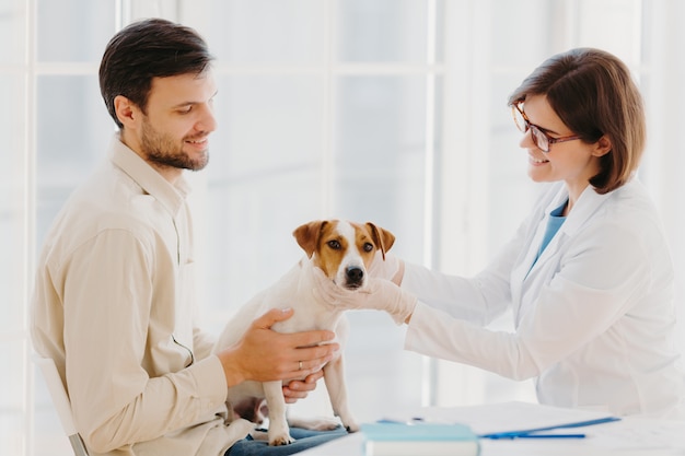 Jonge dierenarts vrouw onderzoekt jack russel terrier hond, werkt in dierenkliniek