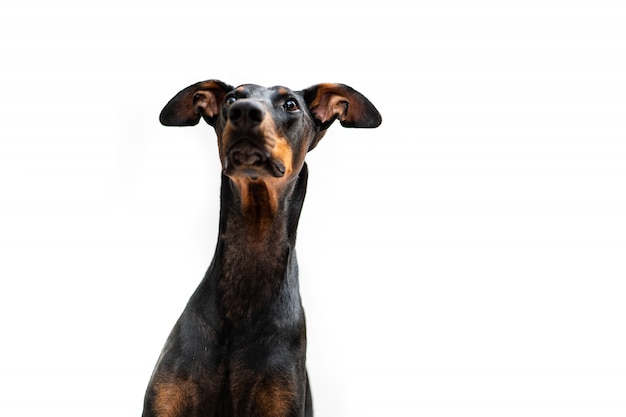 Jonge doberman Geïsoleerde Hond het bekijken zijn eigenaar