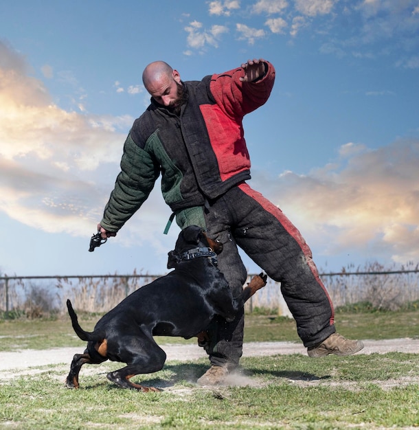 Jonge dobermann pinscher training voor bescherming in de natuur