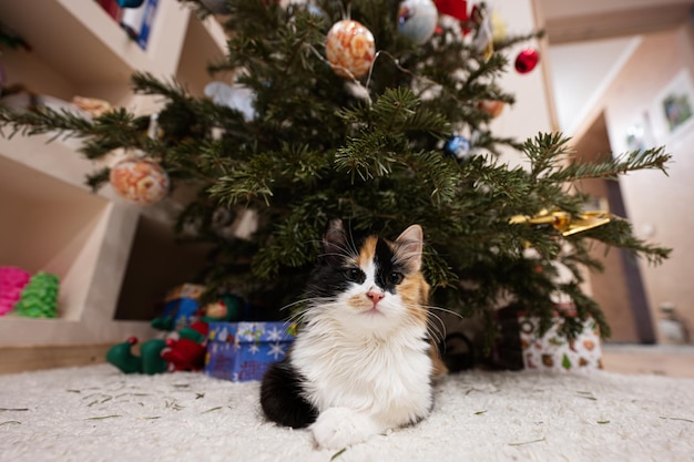 Jonge driekleurige kat zit onder de kerstboom