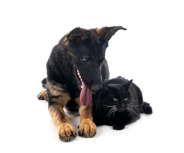 Jonge duitse herder en kat
