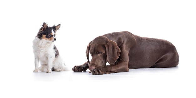 Jonge Duitse Kortharige Wijzer met chihuahua op witte achtergrond