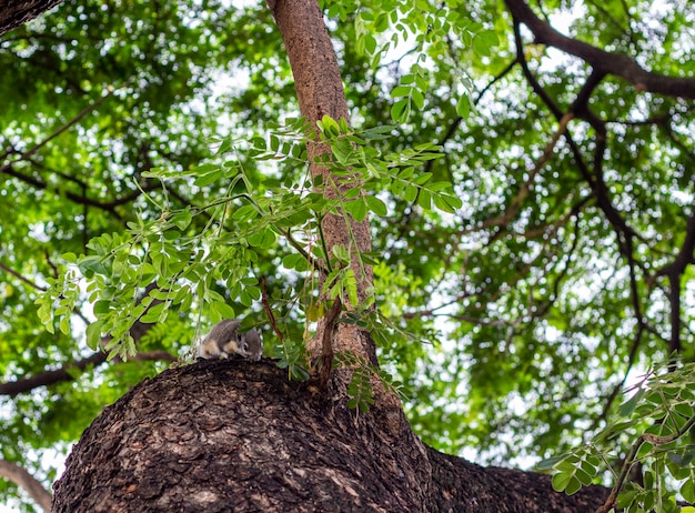 Jonge eekhoorn op de boom met groen blad. Sluit omhoog van Aardeekhoorn op de takboom.