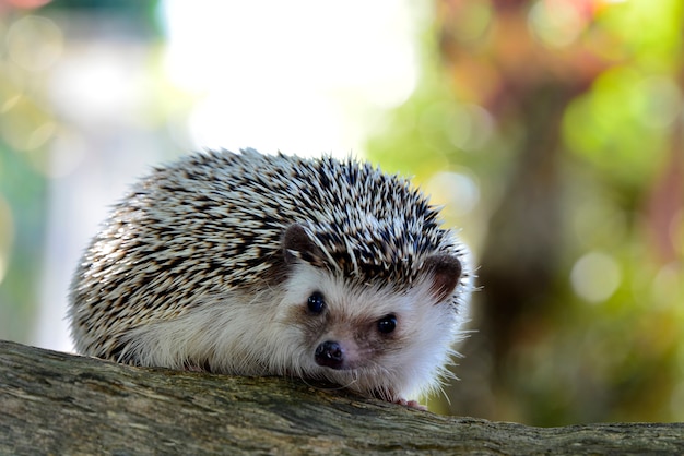 Jonge egel in natuurlijke habitat.