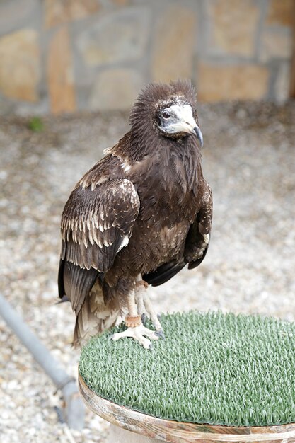 Jonge Egyptische gier (neophron percnopterus) zat op een herbergier