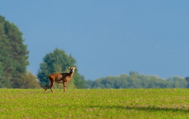 Jonge elanden in de natuur tegen een achtergrond van blauwe lucht