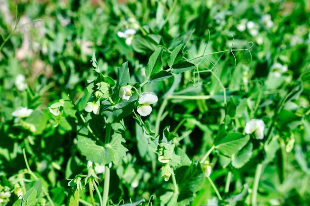 Jonge erwten in de tuin