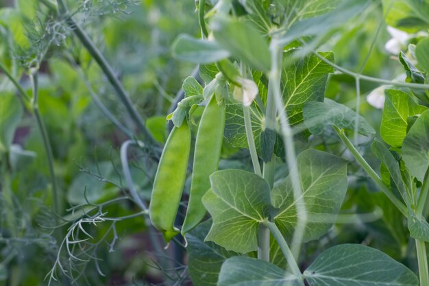 Jonge erwtenplant met peulen in tuinbed Mooie bush pea plant achtergrond