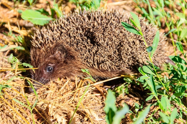 Foto jonge europese egel erinaceus europaeus in groen gras