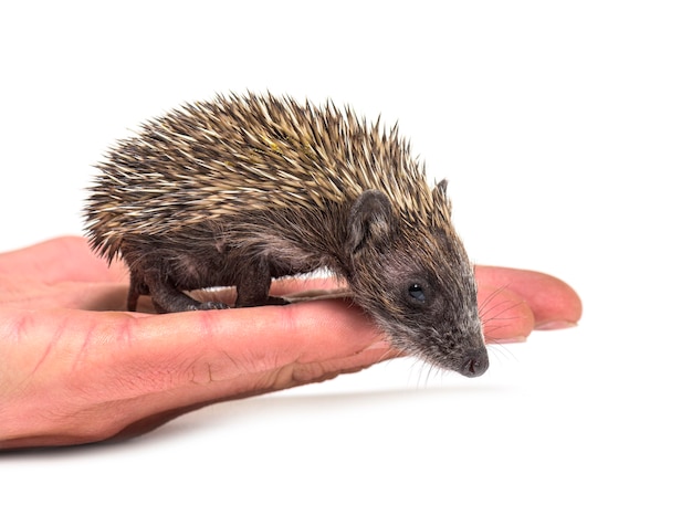 Jonge Europese egel op een menselijke hand
