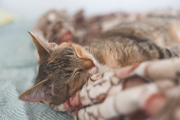 Jonge Europese korthaar kattenslaap in bed