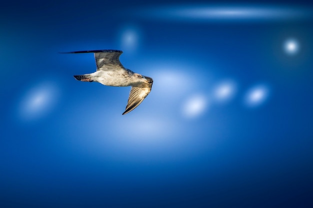 Jonge Europese Zilvermeeuw (Larus argentatus)