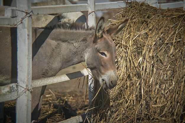 Jonge ezel die hooi probeert te eten op een biologische boerderij in Italië.