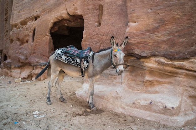 Jonge ezel met een zadel op zijn rug in petra jordan