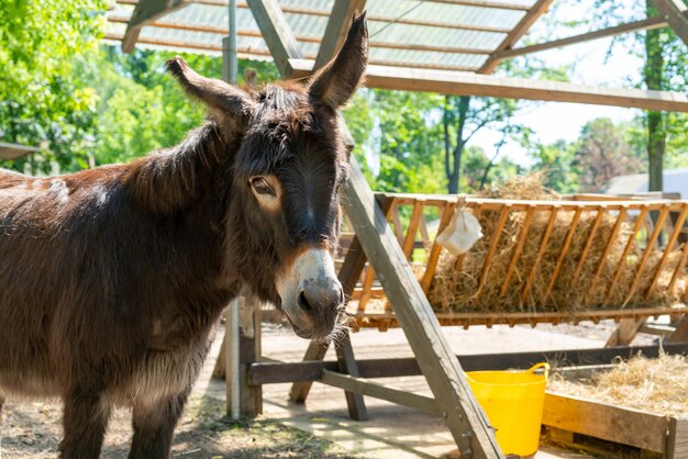 Jonge ezel op een boerderij op een zomerdag. Schattig huisdier.