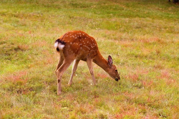 Jonge fawn die groen gras op gazon eet. Herten grazen in veld. Rendieren fokken.