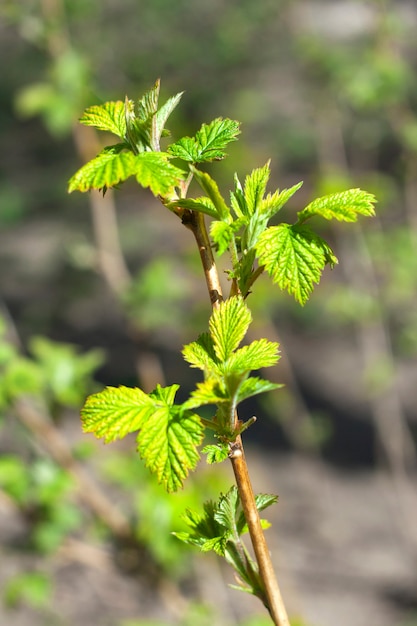 Jonge frambozenstruik in de lente