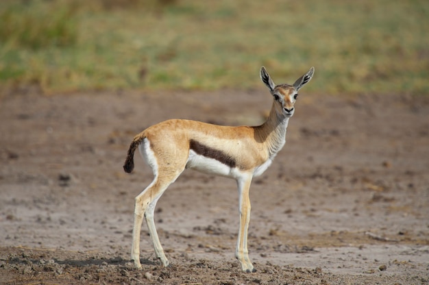 Jonge Gazelle in de savanne