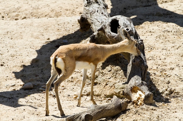 Jonge gazelle