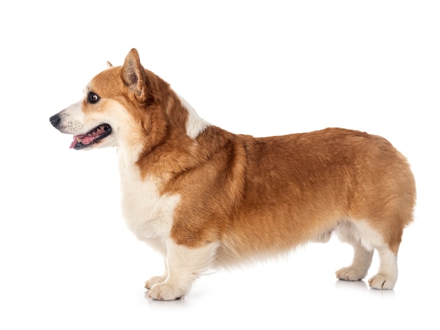 Jonge geïsoleerde pembroke welsh corgi