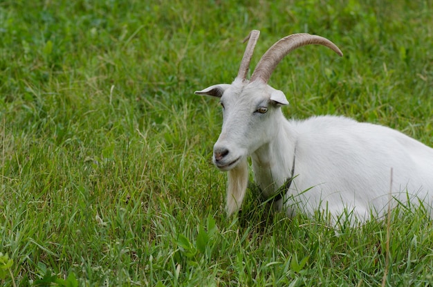 Jonge geit die gras eet in de tuin Witte geit buiten op de tuin Geit die op gras graast geit ziet er helemaal gelukkig uit