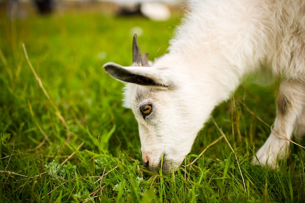 Jonge geit die in de weide weidt en gras eet.