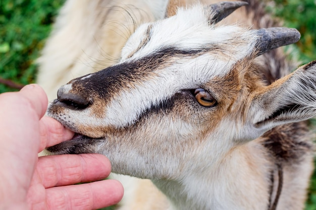 Jonge geit in de buurt van de handen van de eigenaar