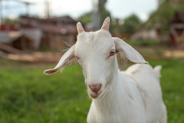 Jonge geit kid (detail op het hoofd) met boerderij op de achtergrond.