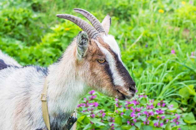 Jonge geit met hoorns close-up op groen gras achtergrond in de pasture_