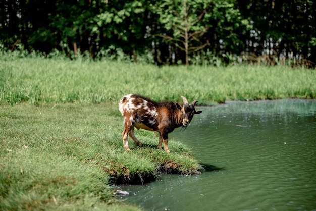 Jonge geit op de rivier Melklandbouw