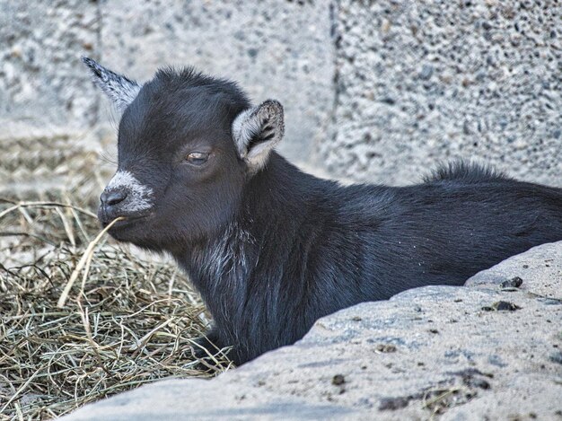 Jonge geiten in kinderboerderij in berlijn helemaal speels