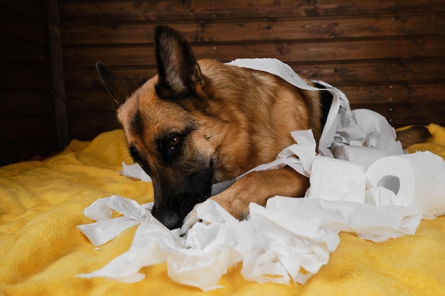 Jonge gekke hond maakt thuis rotzooi