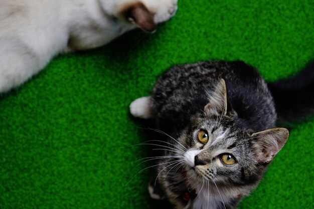 Jonge gekke verrast kat. kitten grappig gezicht.