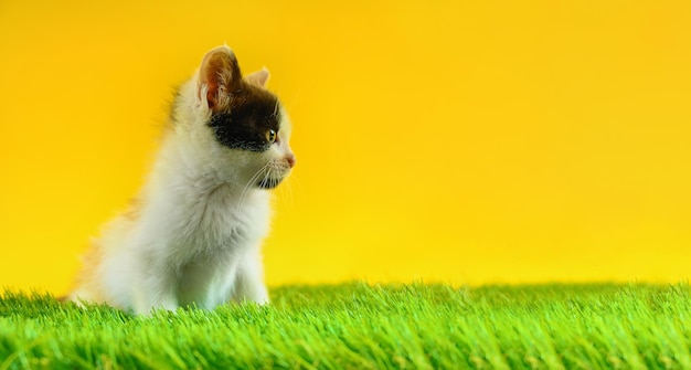 Jonge gekleurde kat speelt in een groen veld