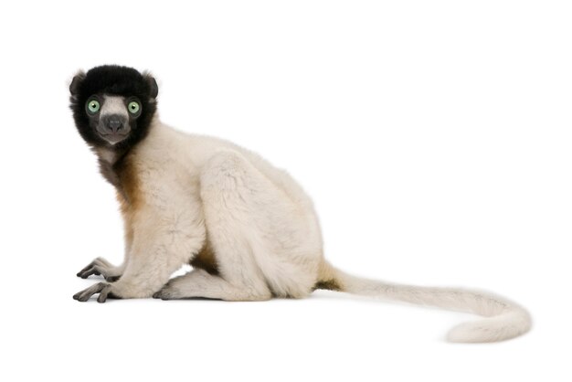 Jonge gekroonde sifaka, Propithecus Coronatus