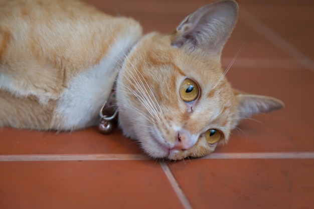 Jonge gemberkat die op de vloer rust