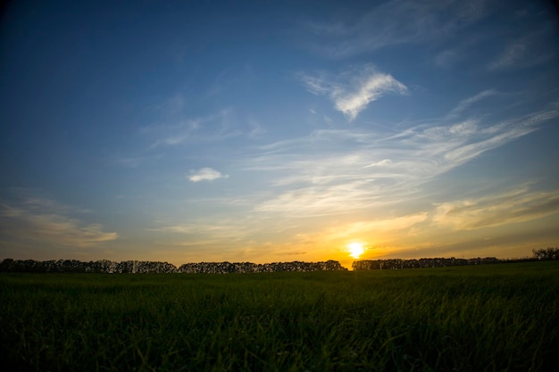 Jonge gerst met de stralen van de zon bij zonsondergang Selectieve focus