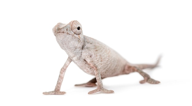 Jonge gesluierde kameleon, Chamaeleo calyptratus, tegen witte achtergrond