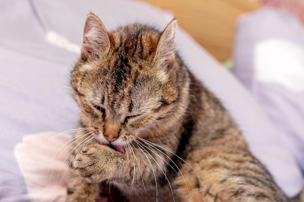 Jonge gestreepte kat wast in de slaapkamer in bed