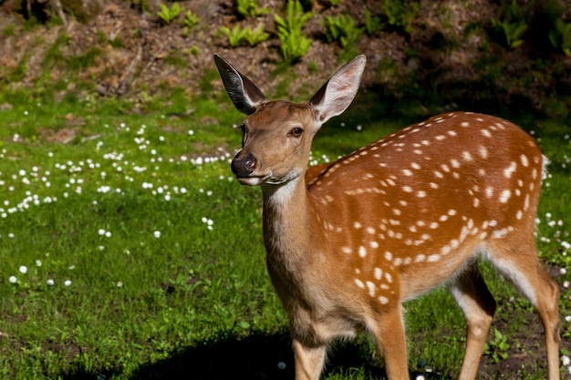 Jonge gevlekte herten in het bos op een open plek