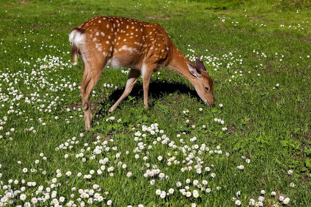 Jonge gevlekte herten in het bos op een open plek