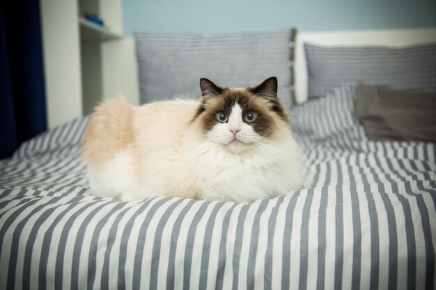 Jonge gezonde mooie rasechte Ragdoll-kat op het bed