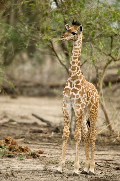 Foto jonge giraf in de serengeti, tanzania, afrika