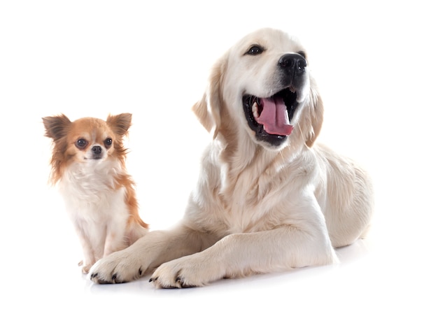 Jonge golden retriever en chihuahua