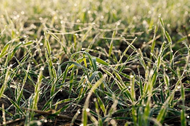 Jonge gras planten close-up groene tarwe groeien in het veld