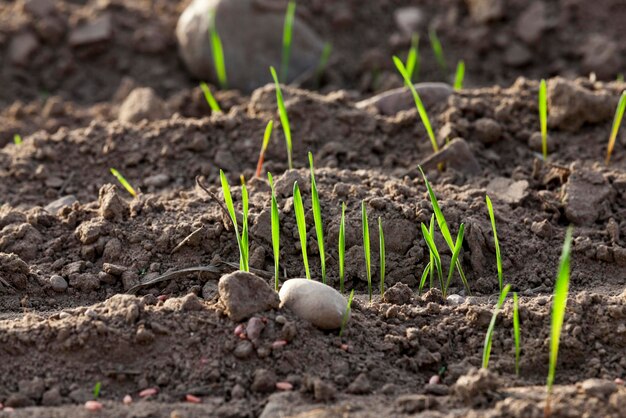 Foto jonge grasplanten close-up