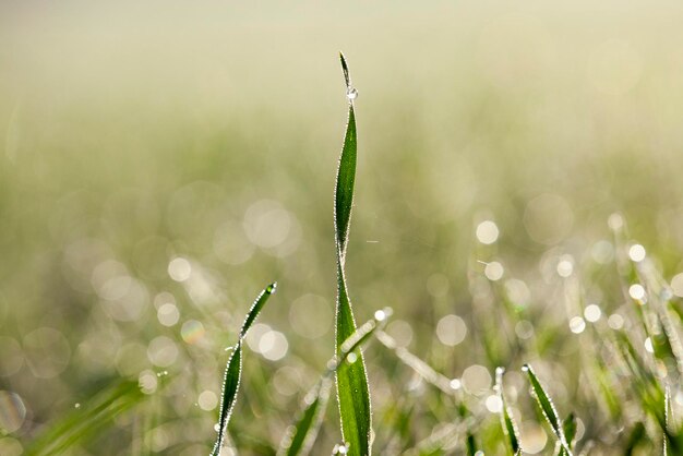 Jonge grasplanten close-up