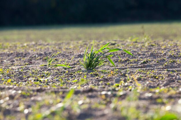 Foto jonge grasplanten close-up