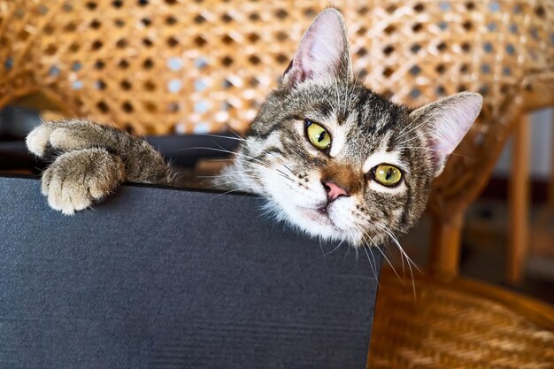 Jonge grijs gestreepte kat met groene ogen verstopt in een zwarte doos op een rieten stoel
